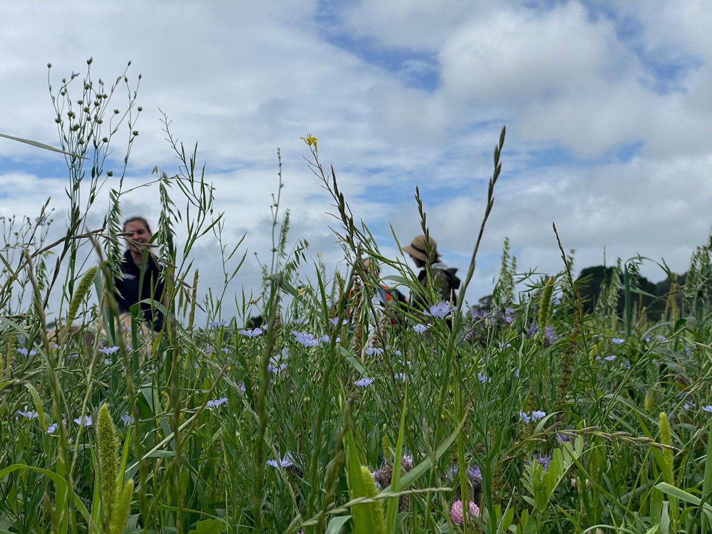 Growing a permaculture orchard at Mangaroa Farms