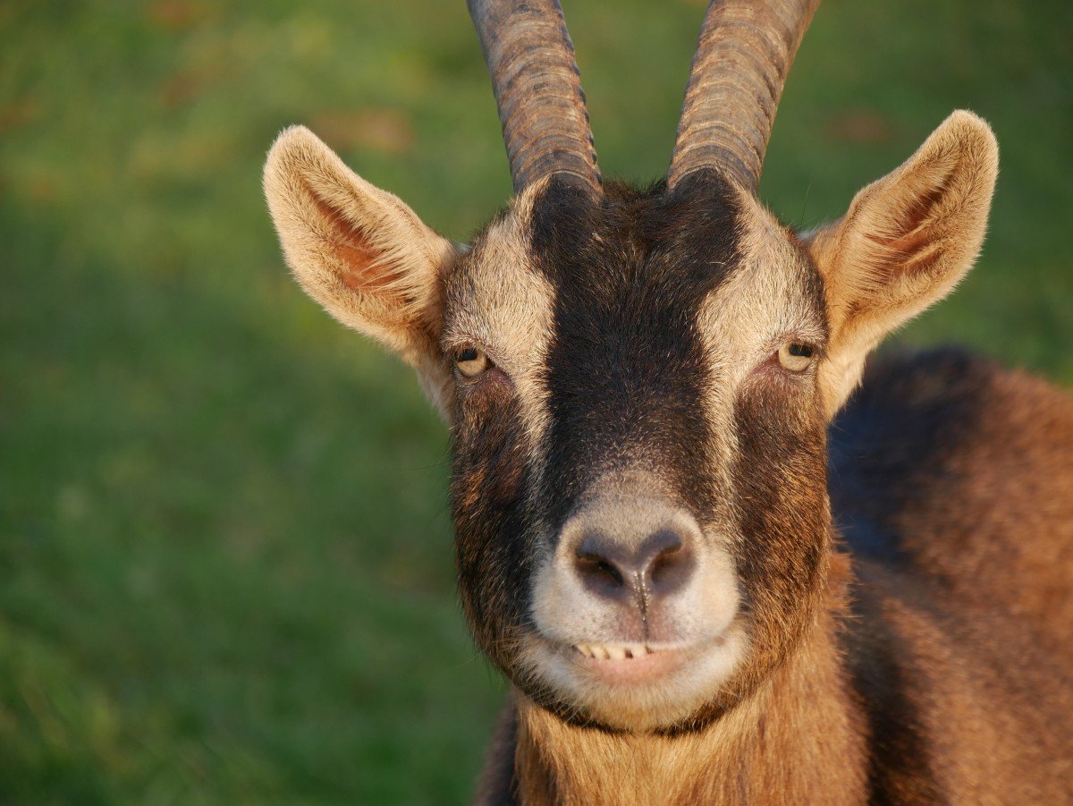 Restoring Woodstock's agricultural heritage in Illinois